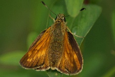 Eagris maheta - Rostfarbiger Dickkopffalter (Rostfarbener Dickkopffalter)